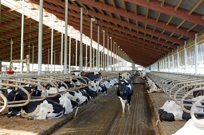 Nieuwe eisen MDV-stal melkveehouderij