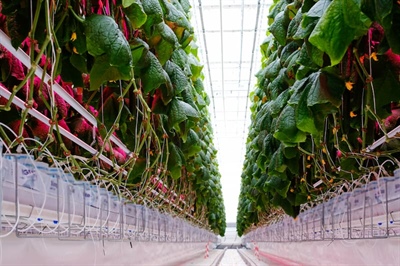 Hebt u een energie-intensieve tuinbouwonderneming? Vraag dan TEK-subsidie aan.