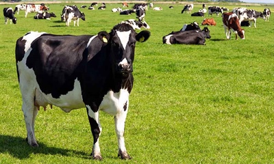 Een beter verdienmodel voor de melkveehouderij