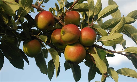 Fruitteelt Vakbeurs 2026