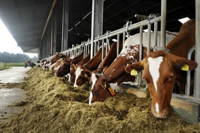 Top 5 van energiebesparende maatregelen in melkveehouderij