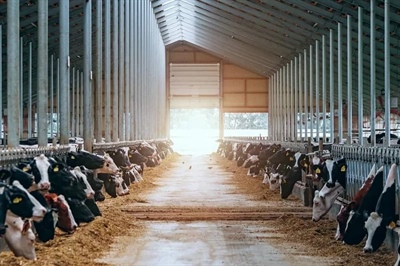 Aandachtspunten voor (melk)veehouders