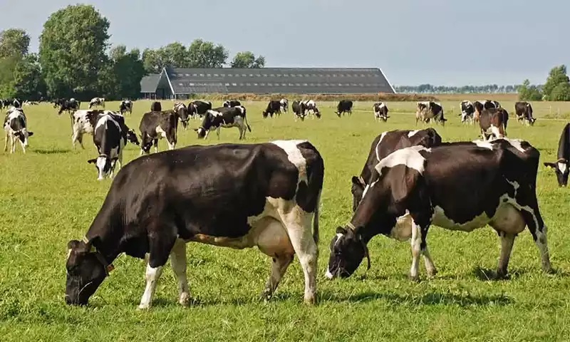 Geen afroming fosfaatrechten bij inbreng in bv