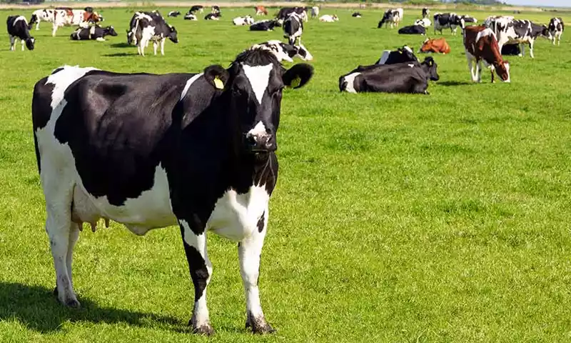 Een beter verdienmodel voor de melkveehouderij