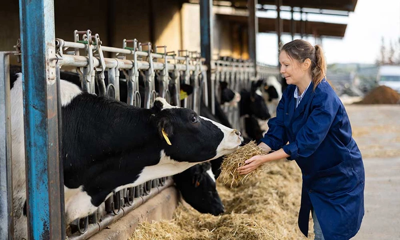 Terug- en vooruitkijken: melkveesector in beweging
