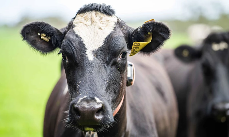 Uw melkveehouderij verduurzamen: voor milieu én portemonnee