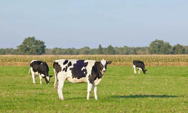 Uw (melk)veehouderij in 2023 en de toekomst
