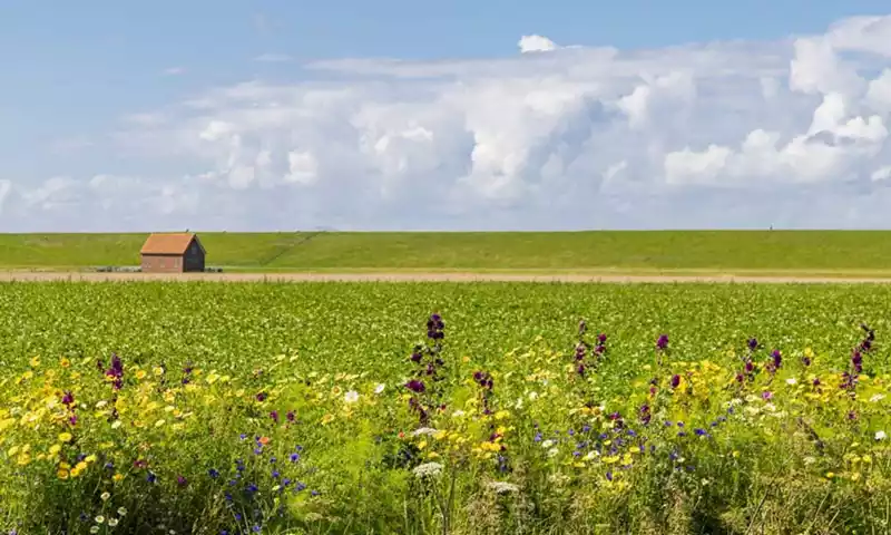 Regeneratieve landbouw: wat houdt dit in en wat zijn de kansen?