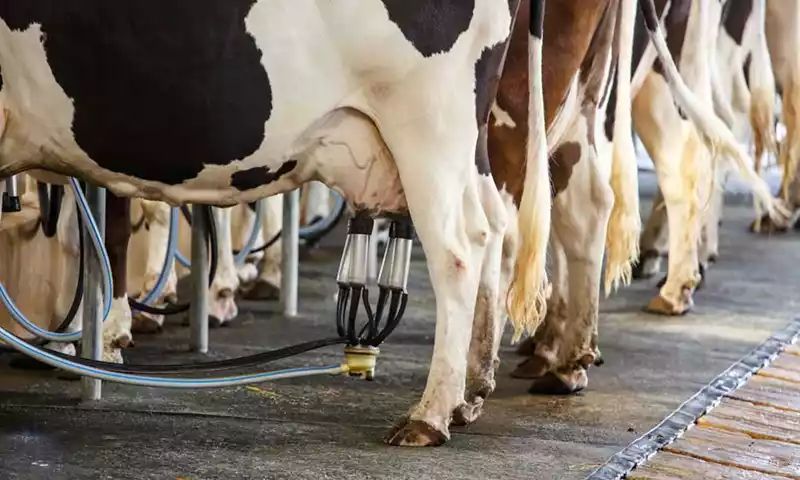 Uw melkcertificaten FrieslandCampina 2023
