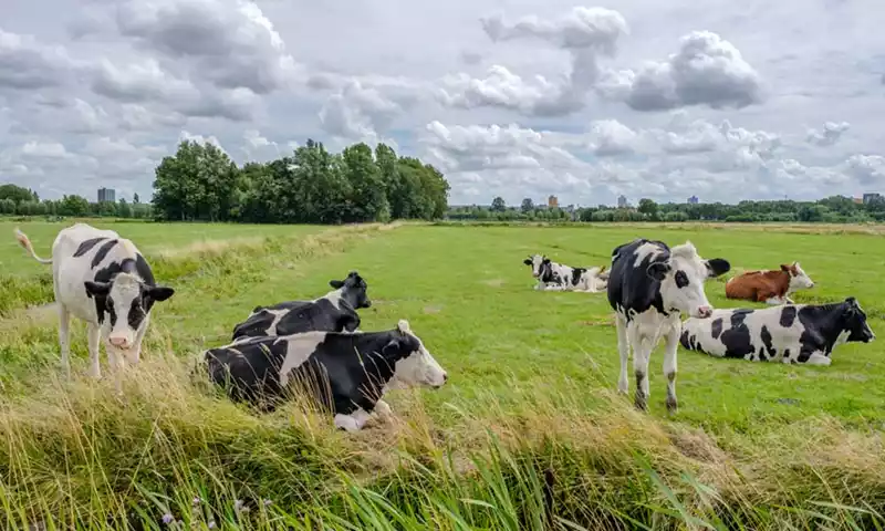 Piekbelaster kan nog steeds 121 euro voor fosfaatrechten ontvangen met Lbv-plus