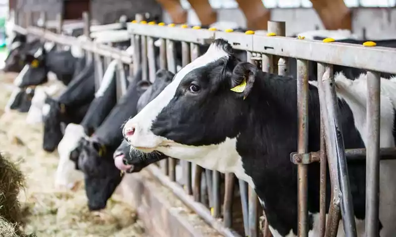 Groen gas voor grotere (melk)veehouders: extra verdienmodel of noodzaak?