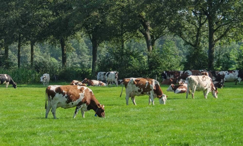 Ontdek ondersteunende regelingen voor blijvende (melk)veehouders