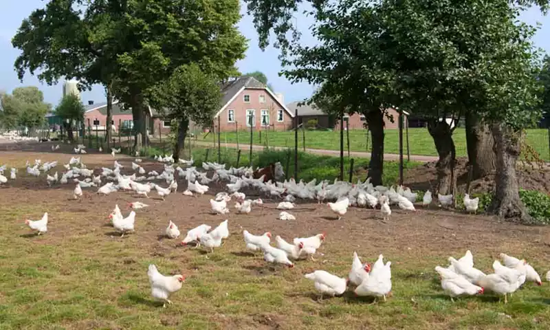 Afromen maakt lease productierechten voor veehouders minder aantrekkelijk
