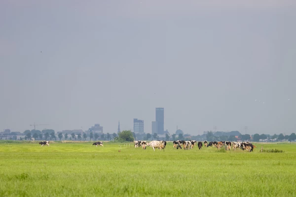 Stikstof en vergunningen: schijnt de zon ons weer toe?