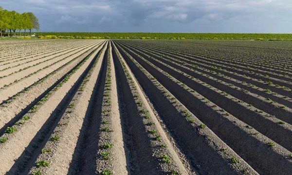 Wat is de kostprijs van uw aardappelen?