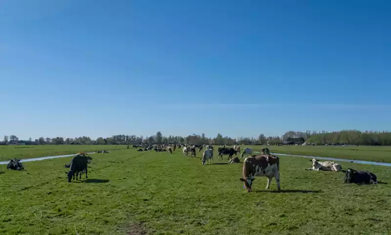 Kritieke opbrengstprijs melk in beeld. En dan?