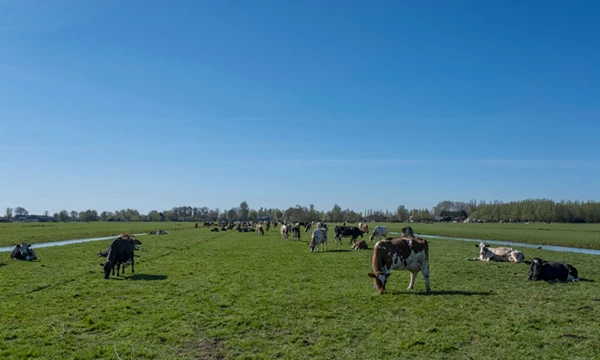 Kritieke opbrengstprijs melk in beeld. En dan?