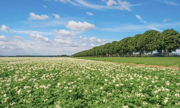 Lage aardappelprijs vraagt om herziening...