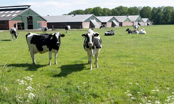 Dierwaardige veehouderij: wat betekent het convenant...