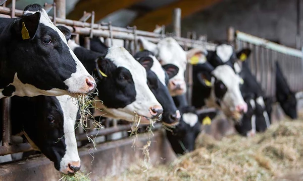 Wetsvoorstel grondgebondenheid: gevolgen voor melkveehouderij