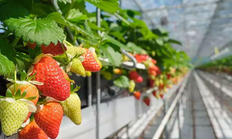 Financiële druk in de fruitteelt