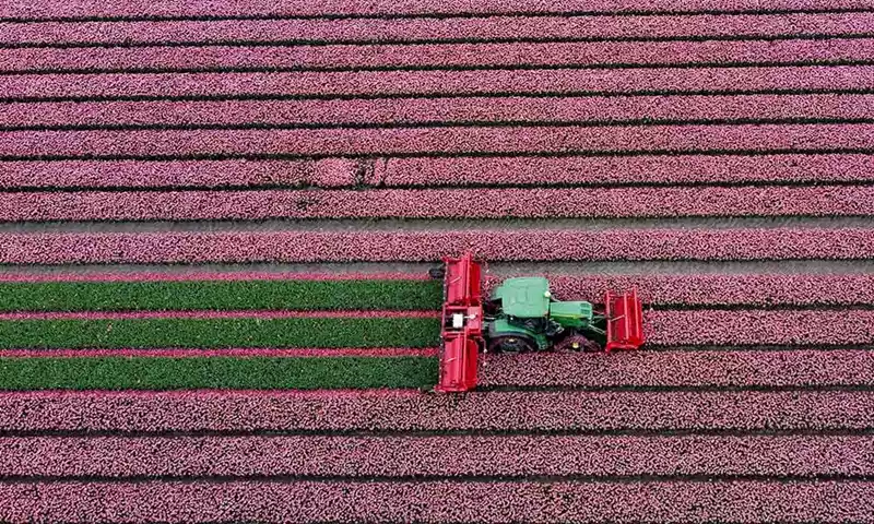 Bloembollensector: terugblik en tips voor 2026