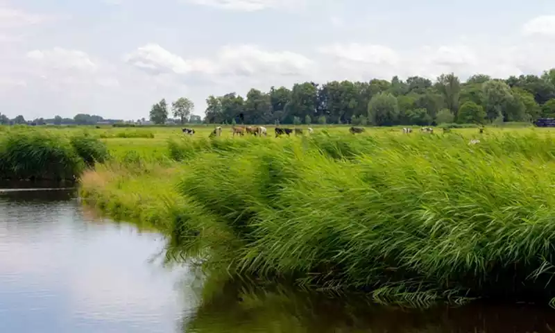 Stikstoflessen uit tien jaar Vruchtbare Kringloop Oost
