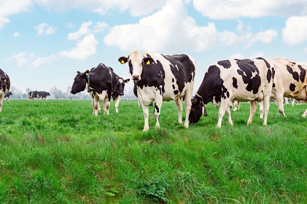 Melkveehouderij en vergunningen: wat wél kan