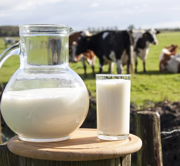 Melkvee onder de economische loep
