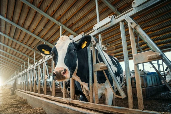 Goedkoop, maar inefficiënt voeren met gras