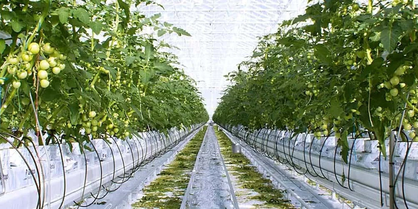 Tuinbouw
