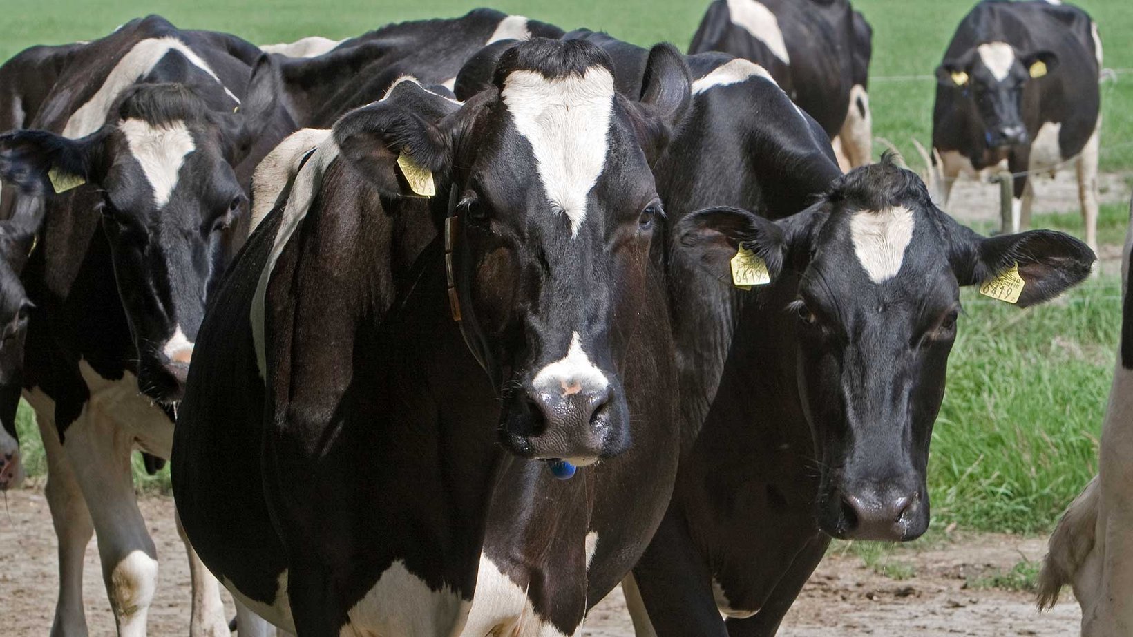 Flynth-helpt-melkveehouders-met-verschillende-vraagstukken