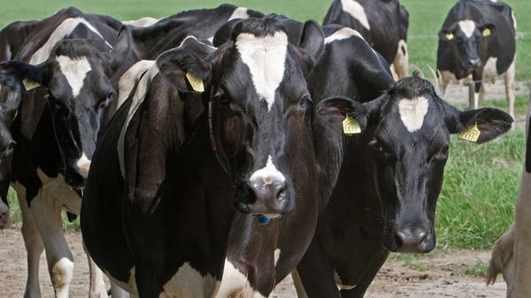 Flynth-helpt-melkveehouders-met-verschillende-vraagstukken