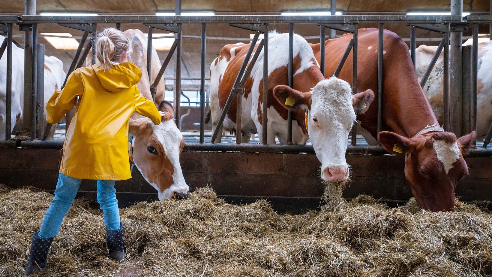 Tips voor bedrijfsovername melkveehouderij