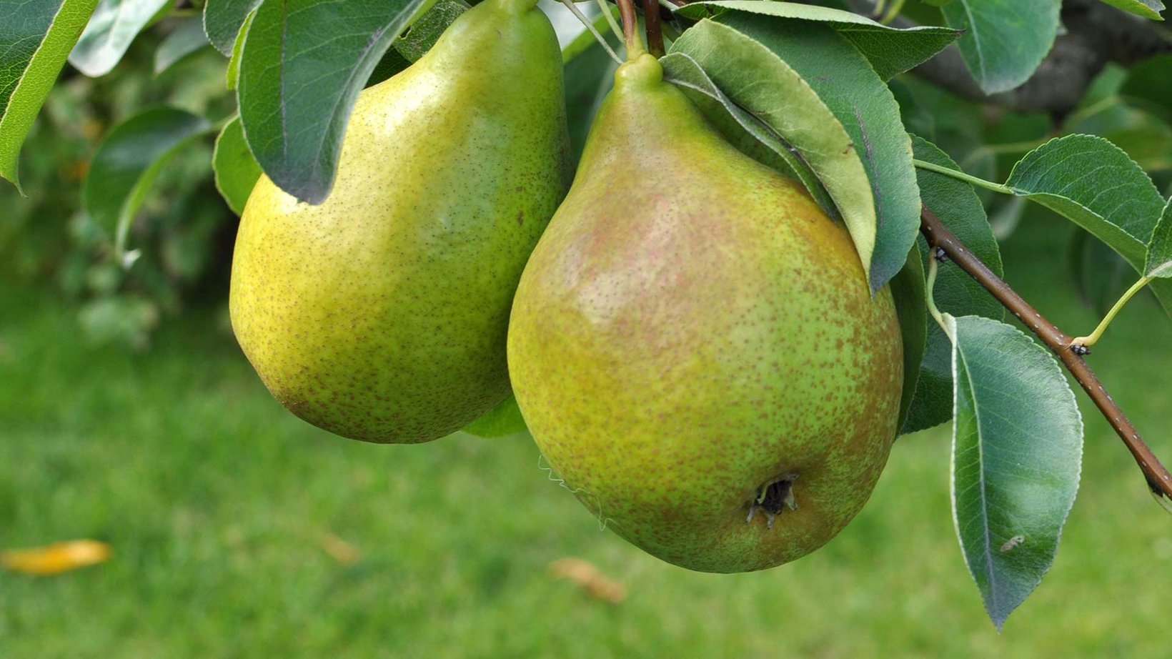 Perenboomdag---uitdagende-fruitmarkt-1