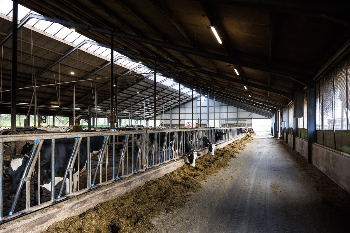Mellveehouderij