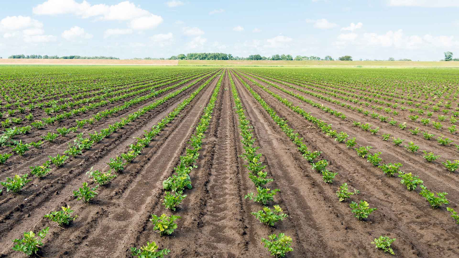 Diensten-voor-Akkerbouw-van-Flynth