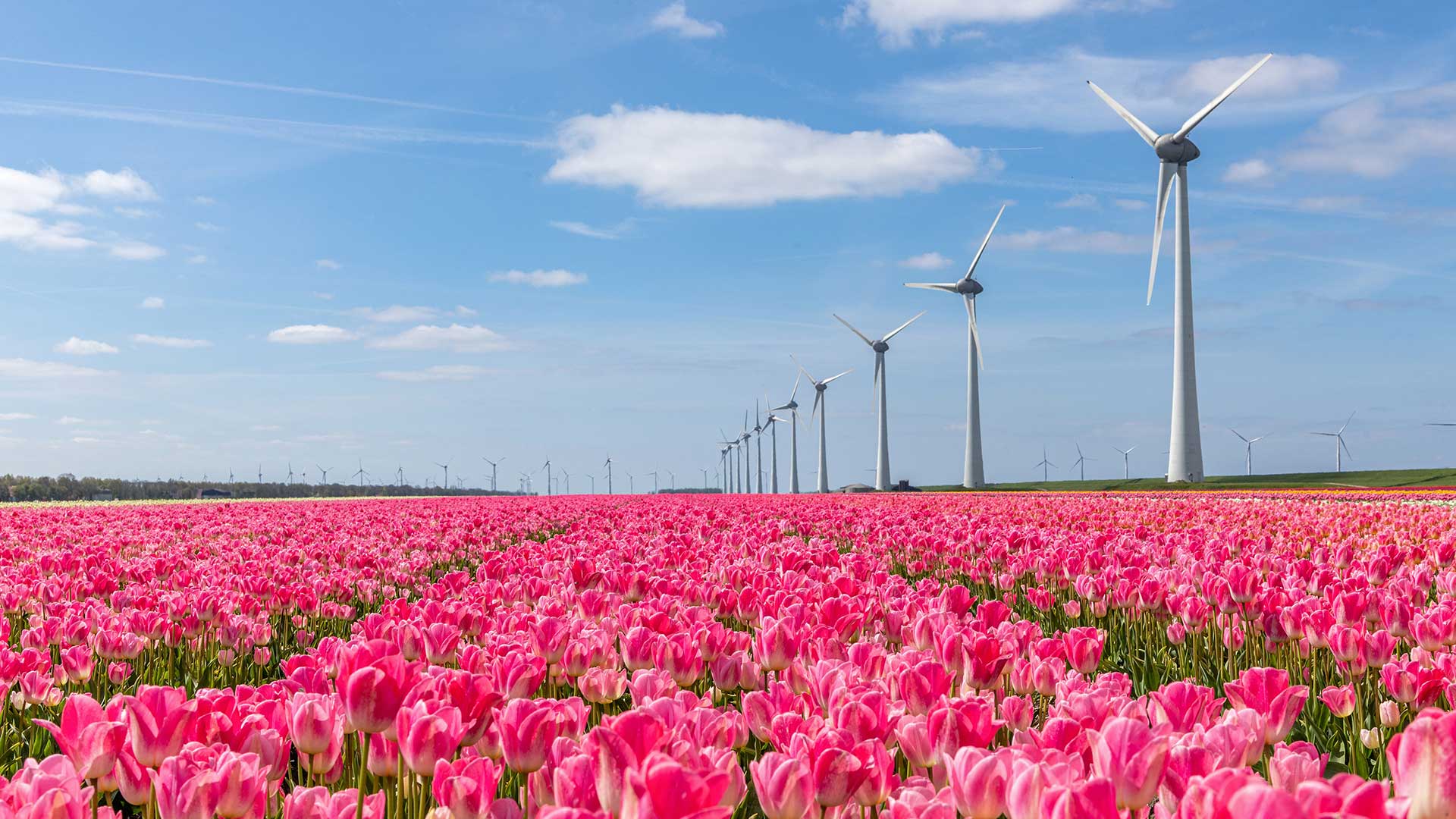 Flynth-helpt-ondernemers-in-de-bloembollensector