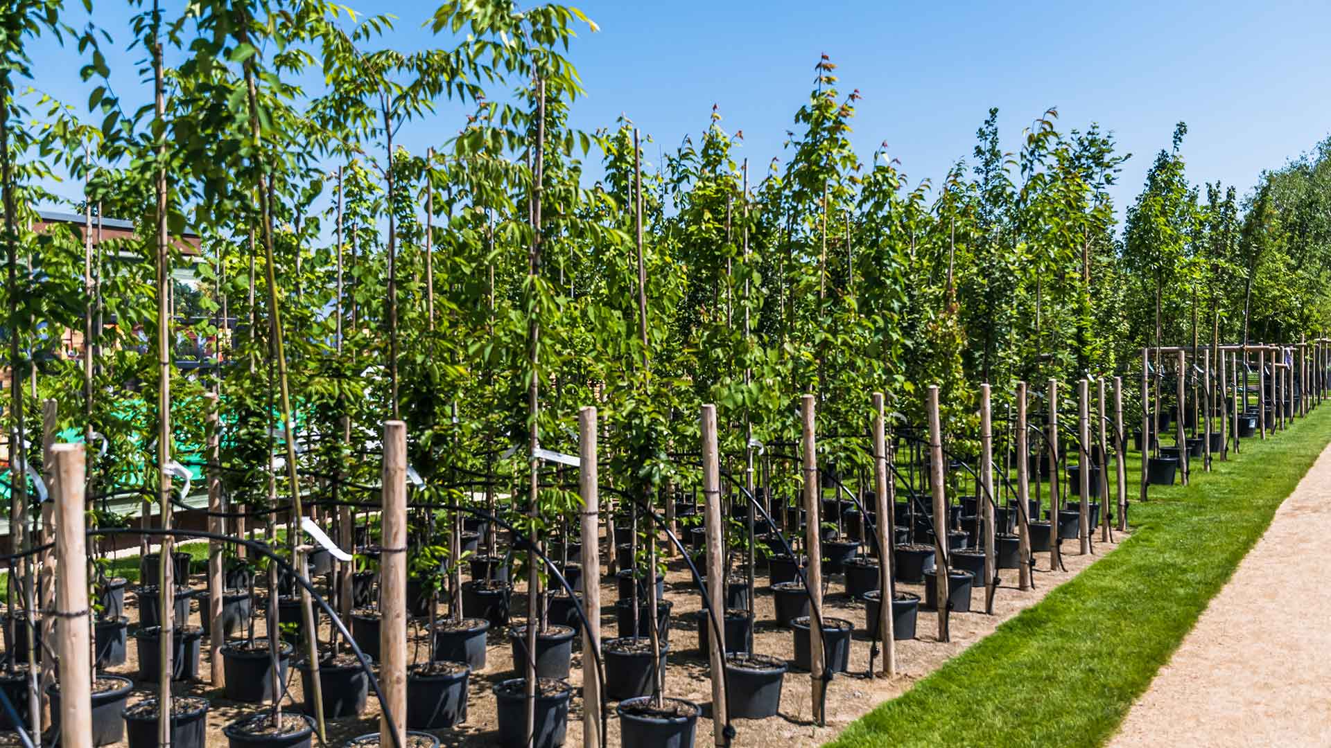 Advies-voor-ondernemers-in-de-boomkwekerij