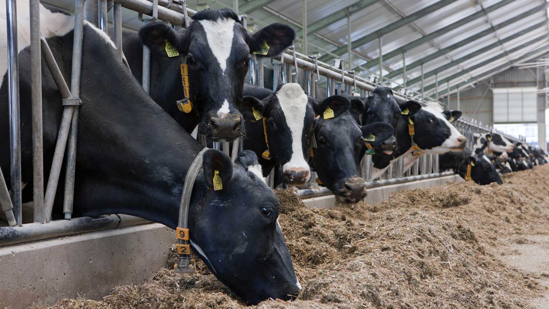 Melkveehouders-staan-voor-verschillende-vraagstukken---Flynth-helpt